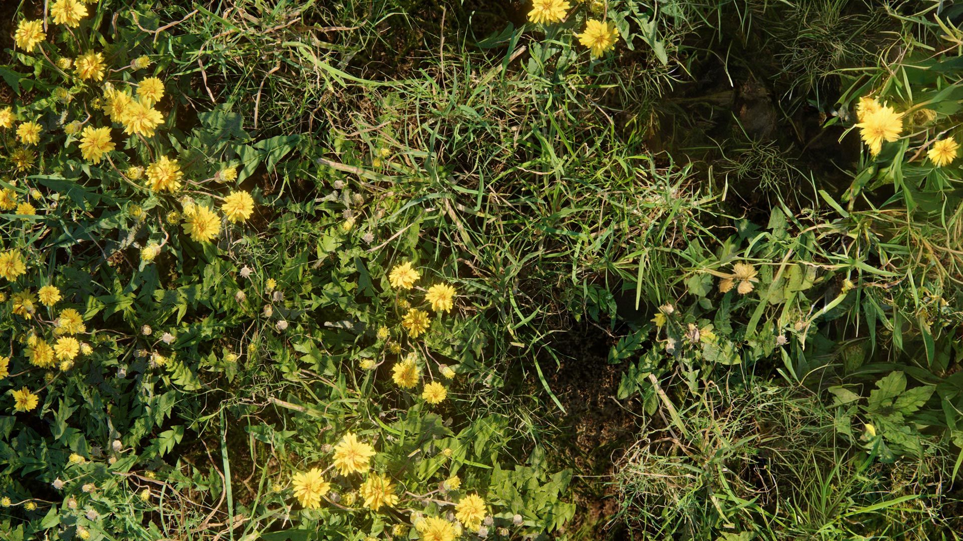 Erbe spontanee con fiori gialli in fotogrammetria
