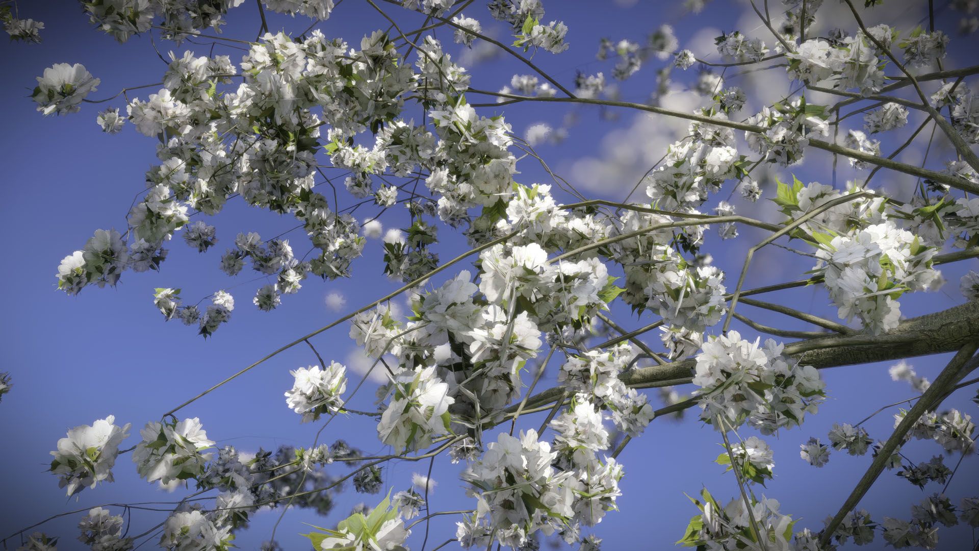 Ciliegio in fiore